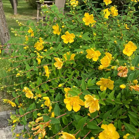 Kazinczy 别墅 巴拉顿阿卡拉提亚