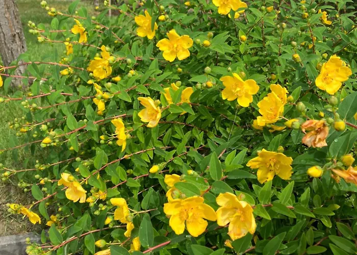 Kazinczy 别墅 巴拉顿阿卡拉提亚